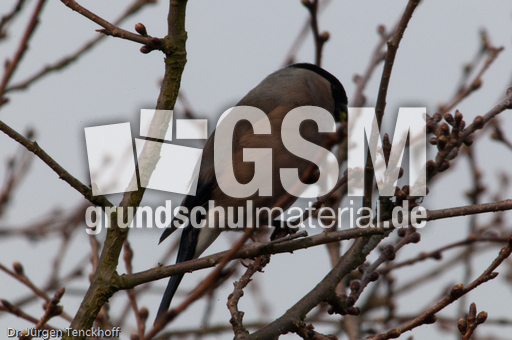 Gimpel (24 von 40).jpg